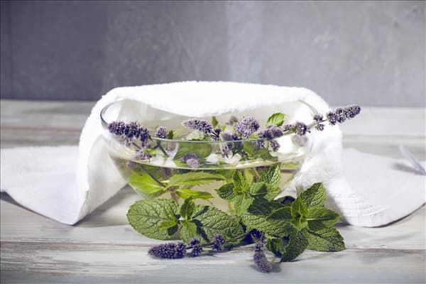 Mentha