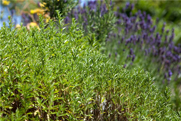 Satureja montana