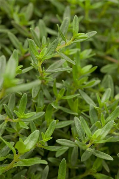 Satureja montana 'Bolero'