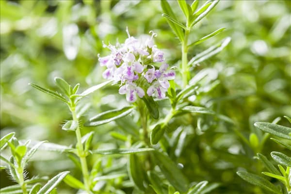 Satureja montana