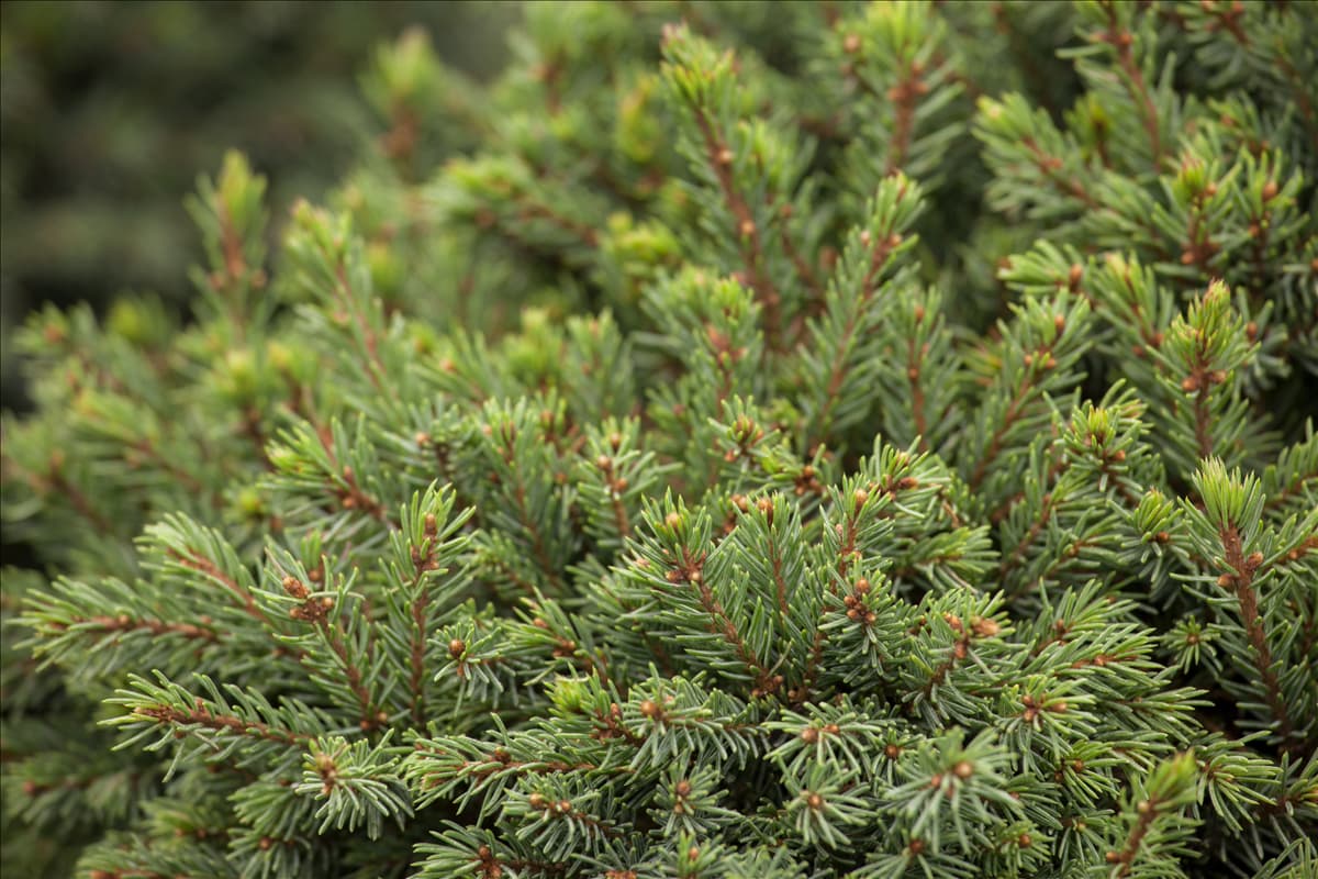 Picea glauca