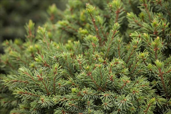 Picea glauca 'Echiniformis'