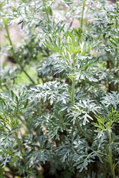 Artemisia absinthium