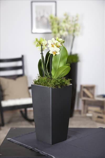 Phalaenopsis multiflora