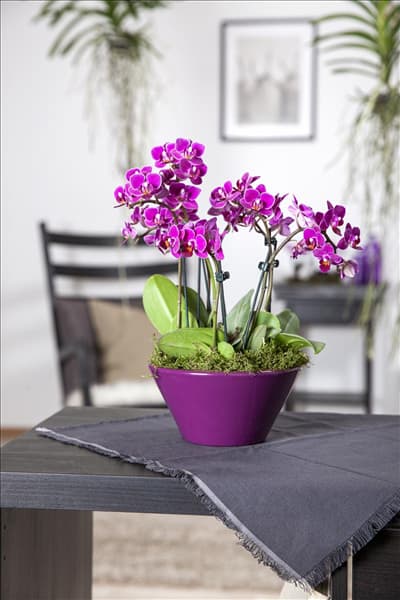 Phalaenopsis