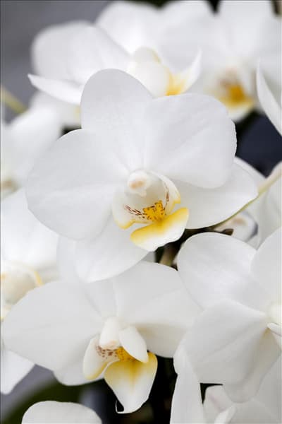 Phalaenopsis 'Adonia 7'