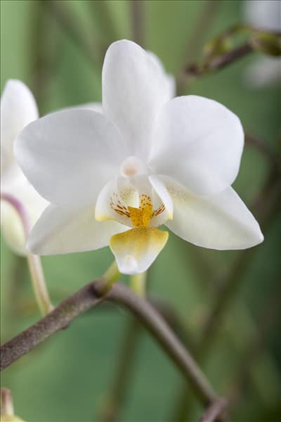Phalaenopsis 'Wild Orchid'
