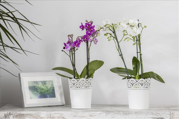 Phalaenopsis multiflora