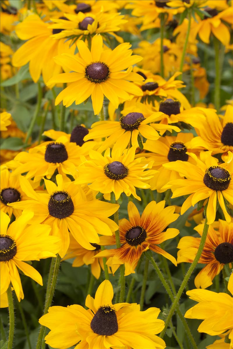 Rudbeckia hirta
