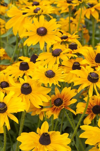 Rudbeckia hirta