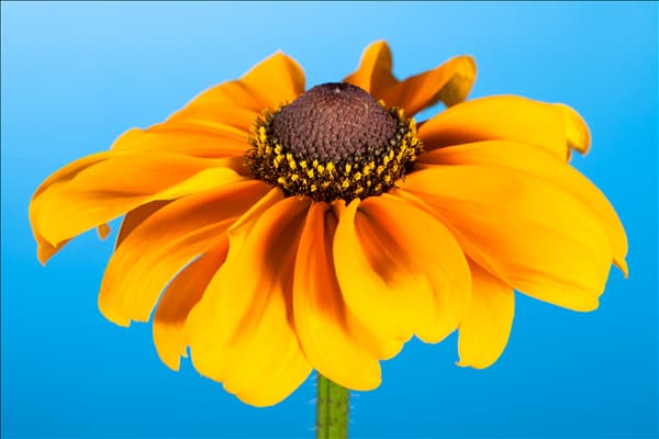Rudbeckia hirta