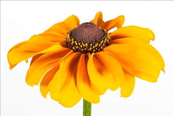 Rudbeckia hirta