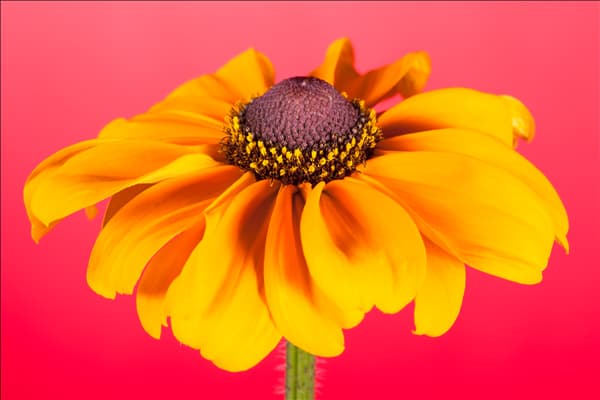 Rudbeckia hirta