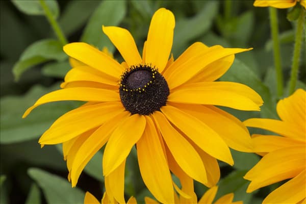 Rudbeckia hirta