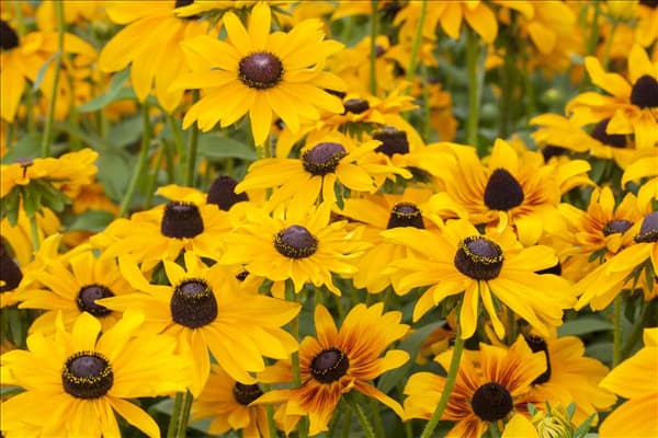 Rudbeckia hirta