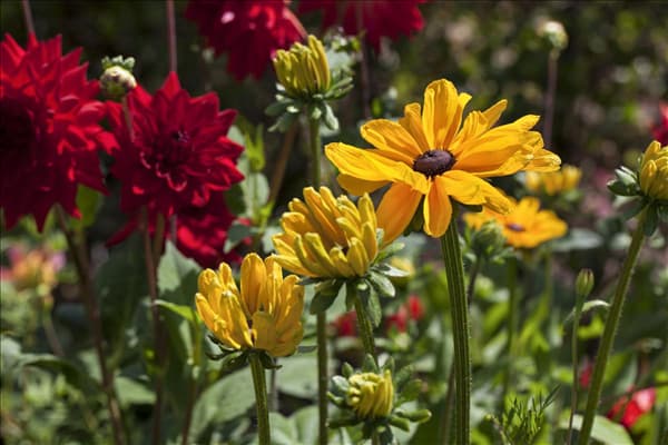 Rudbeckia hirta