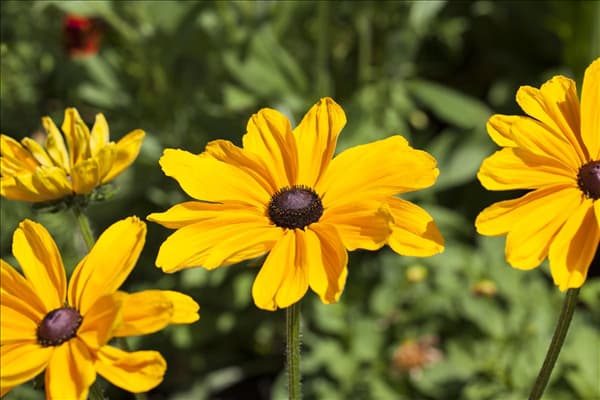 Rudbeckia hirta