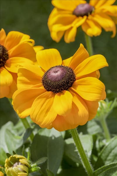 Rudbeckia hirta