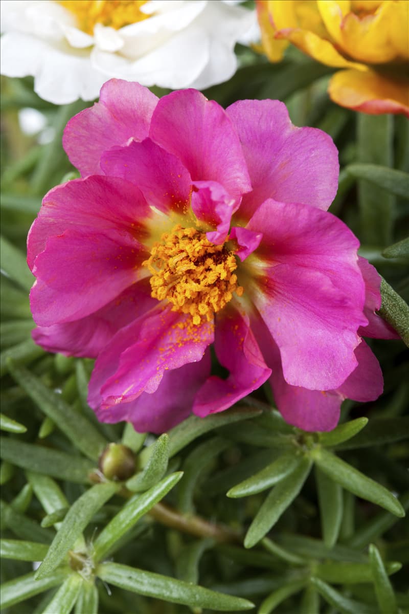 Portulaca grandiflora