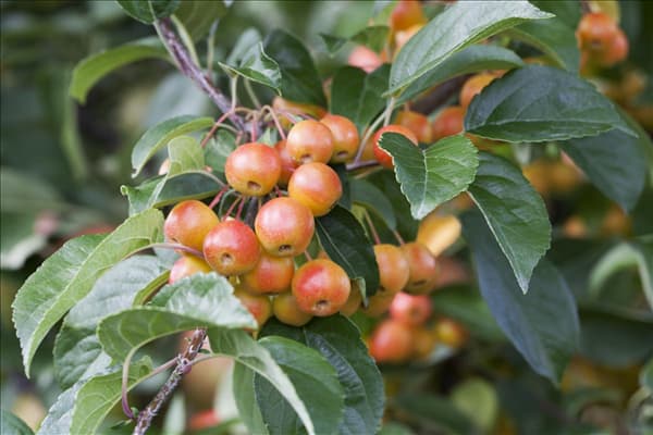Malus