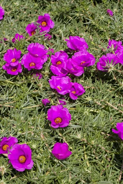 Portulaca grandiflora