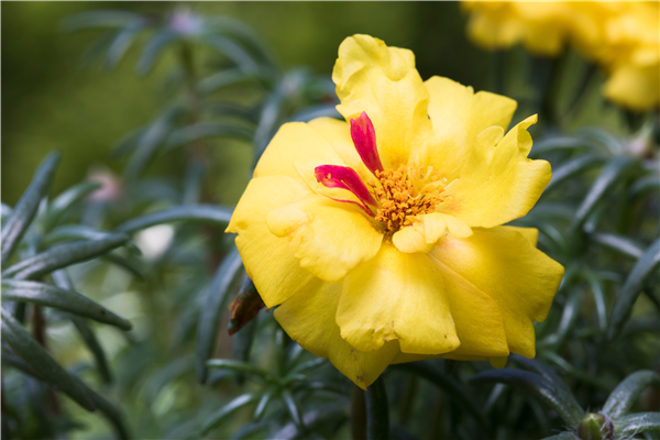 Portulaca grandiflora