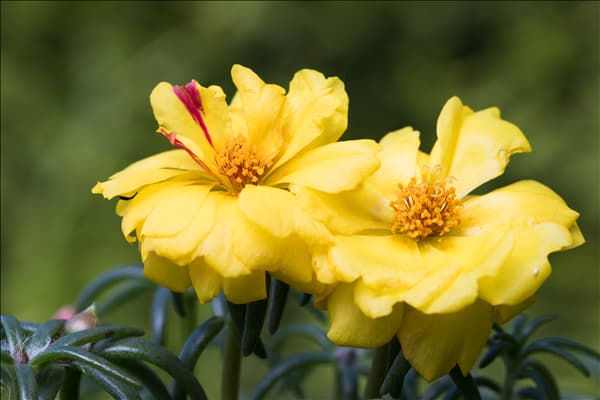 Portulaca grandiflora