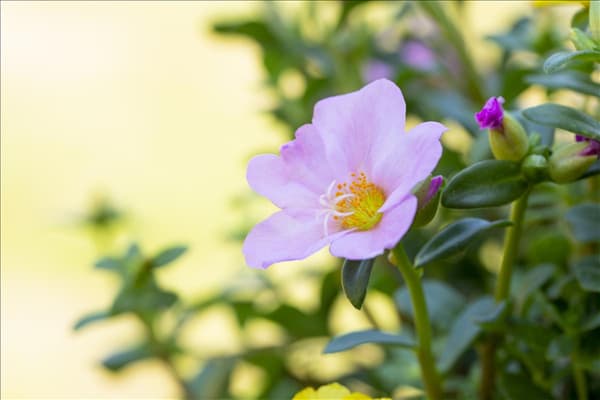 Portulaca grandiflora