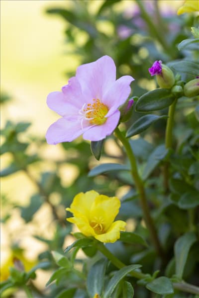 Portulaca grandiflora