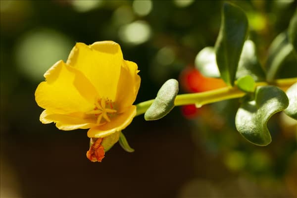 Portulaca grandiflora