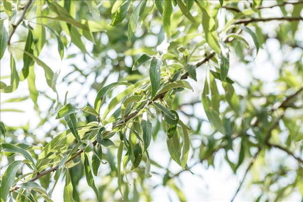 Pyrus salicifolia 'Pendula'