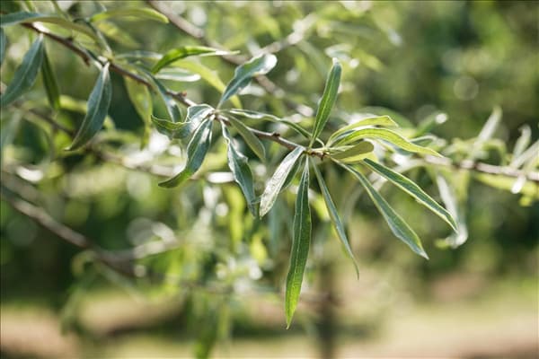 Pyrus salicifolia 'Pendula'