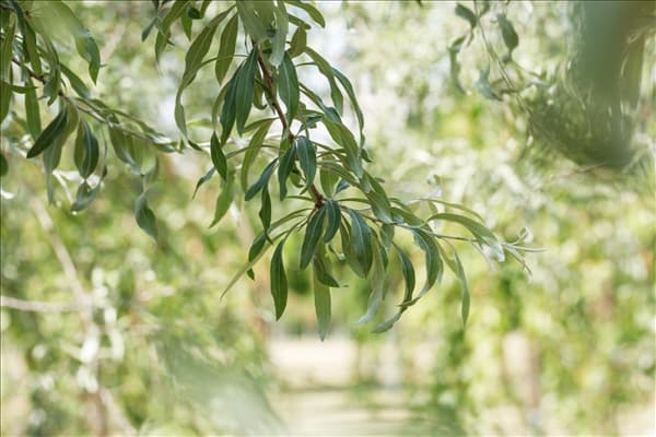 Pyrus salicifolia 'Pendula'