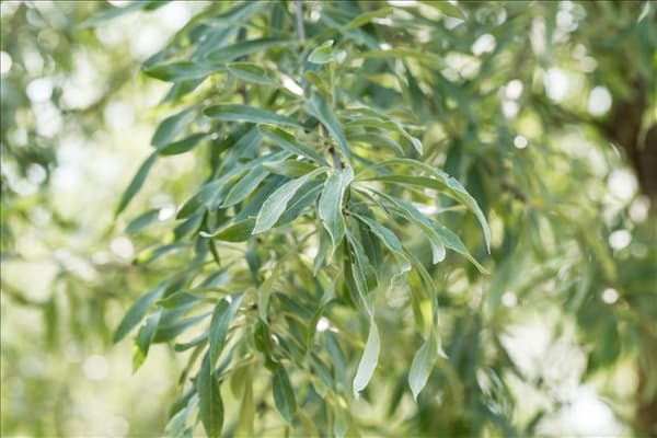 Pyrus salicifolia 'Pendula'