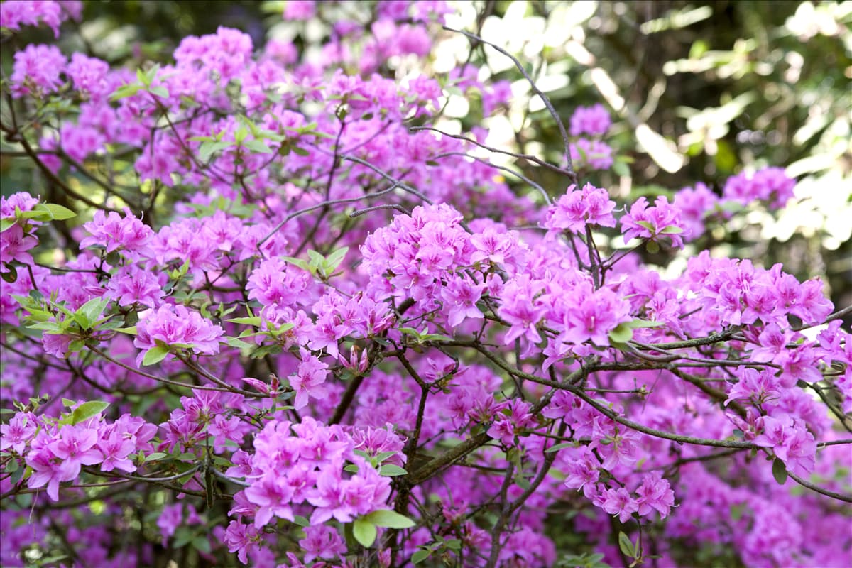 Rhododendron 'Praecox'