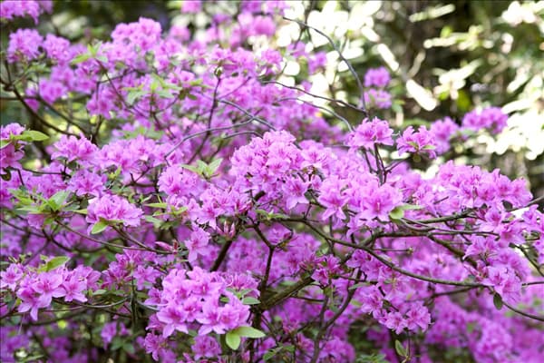 Rhododendron 'Praecox'