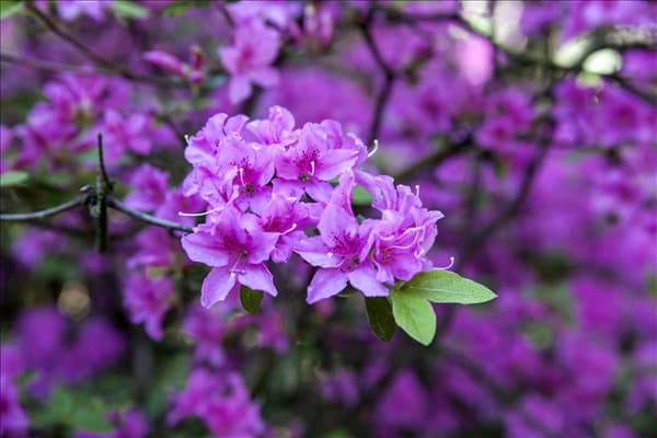 Rhododendron 'Praecox'