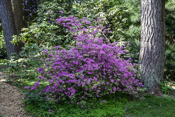 Rhododendron 'Praecox'