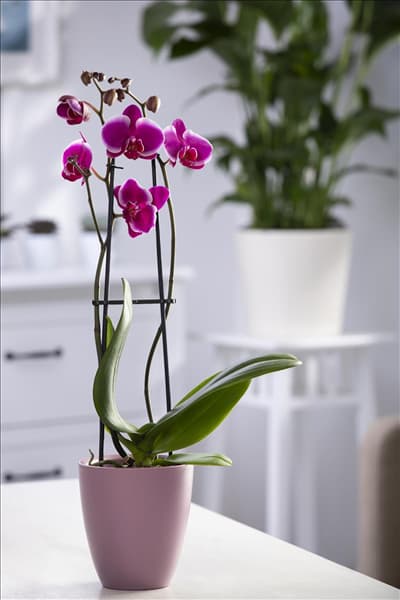 Phalaenopsis 'Pretoria'