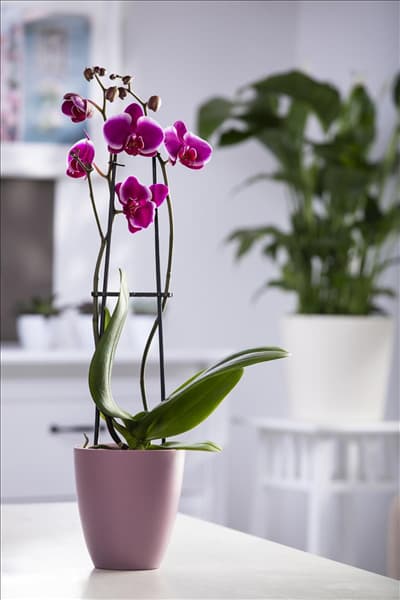 Phalaenopsis 'Pretoria'