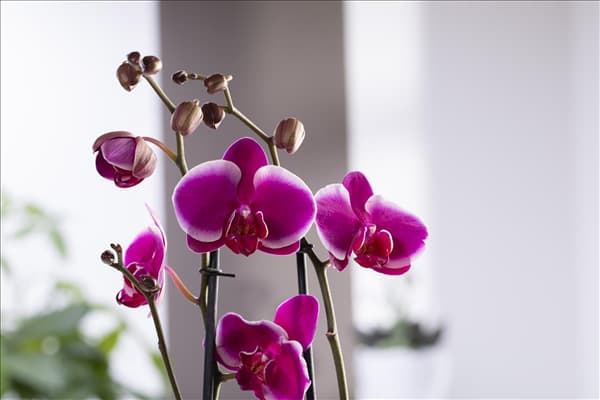 Phalaenopsis 'Pretoria'
