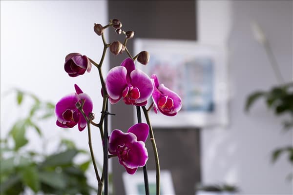 Phalaenopsis 'Pretoria'