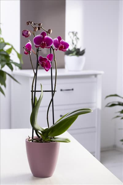 Phalaenopsis 'Pretoria'
