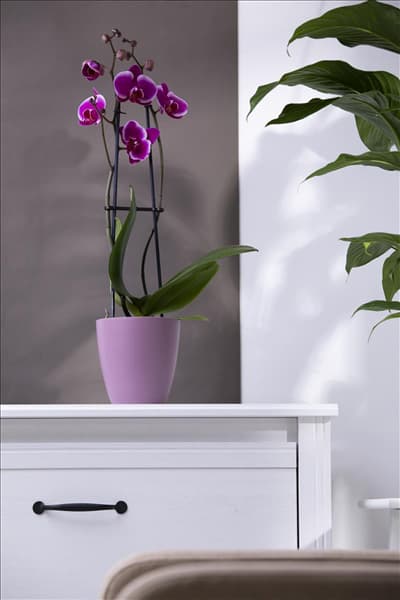 Phalaenopsis 'Pretoria'
