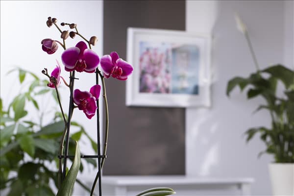 Phalaenopsis 'Pretoria'
