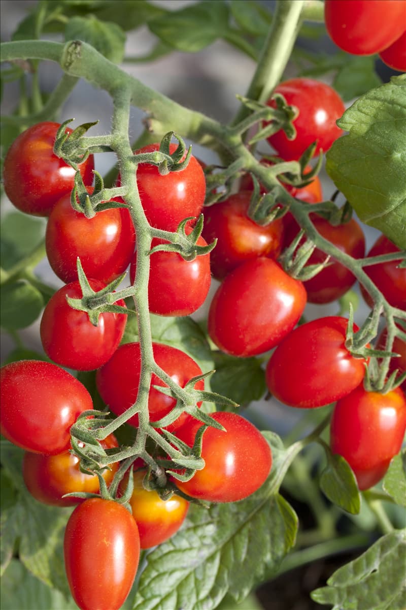 Solanum lycopersicum
