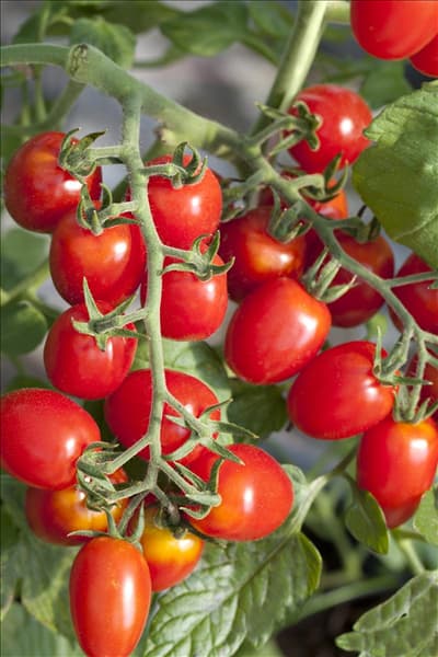 Solanum lycopersicum