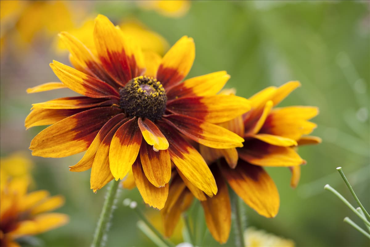 Rudbeckia hirta 'Cherokee Sunset'®