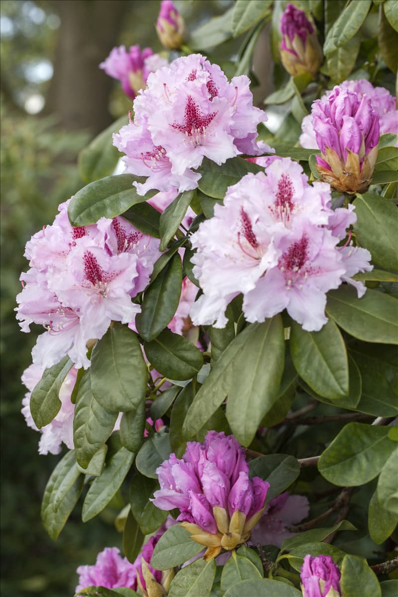 Rhododendron 'Progrès'