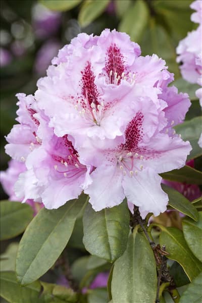 Rhododendron 'Progrès'